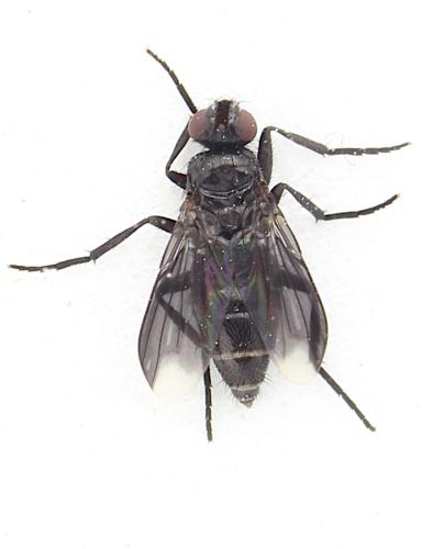 Réf. 348 973 : Melanophora roralis